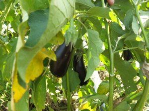 Gönen patlıcanında hastalık endişesi