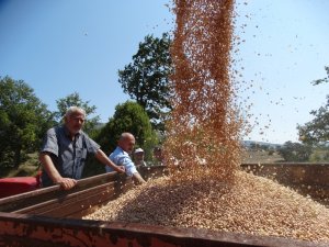 Nohut üreticisinin yüzünü güldürdü