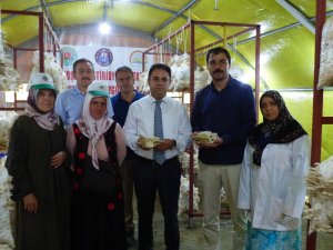 İstiritye mantarında ilk hasat