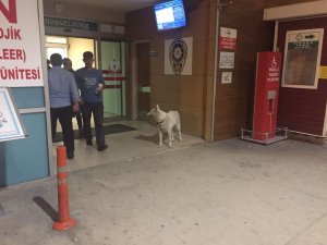 Sahibini hastane kapısında bekleyen köpek çalındı