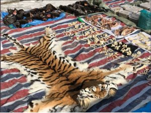 Rusya tarihinin en büyük hayvan kaçakçılığı önlendi