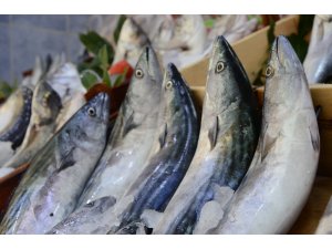 Palamut fiyatı ikiye katlandı