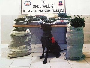 Ordu’da 26 kilo kubar esrar ele geçti