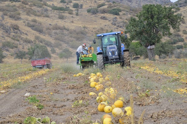Kabak çekirdeği çiftçinin yüzünü güldürdü