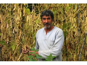 Akkuş şeker fasulyesinin hasadına başlandı