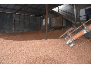 Fındık dolar bazında geriledi