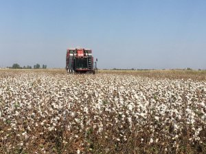 Adana’nın yerli ve milli pamuğunun hasadı başladı