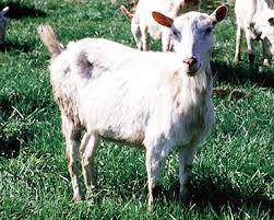 Tarım ve Orman Müdürlüğünden "Brucellozis" uyarısı