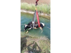 Adana’da sulama kanalına düşen inek kurtarıldı