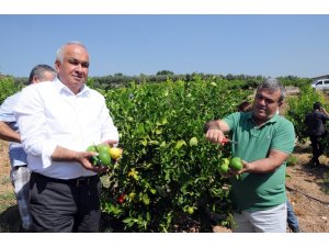 Başkandan cezeryeli ihracatlık limon kesimi