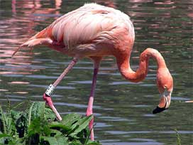 Yağışlar flamingolara üreme dopingi oldu