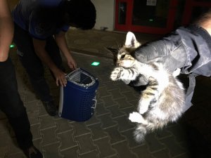 Otomobilin motorunda sıkışan yavru kediye çifte kurtarma operasyonu