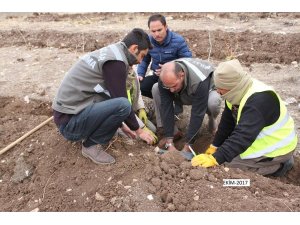 Yaban hayvanlar için dikilen meyve fidanları büyüyor