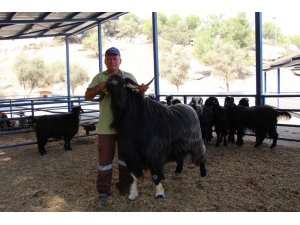 Aydın Büyükşehirden örnek keçicilik projesi