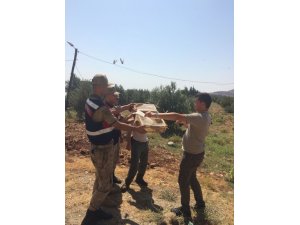 Saka kuşu yakalayan Suriyelilere suçüstü