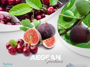 Aydın inciri uzakdoğuya açılıyor