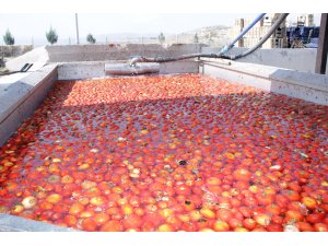 Ayaş'ta salça fabrikası faaliyete geçti