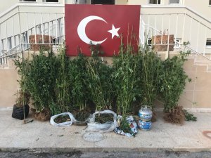Alanya’da 1 kilogram esrar ve 427 kök Hint keneviri ele geçirildi