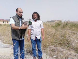 Boş arazide halsiz bir halde bulunan Tavus kuşu tedavi altına alındı