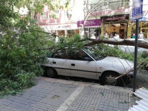 Malatya’da şiddetli fırtına ağaçları devirdi