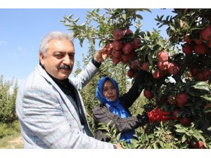 Karaman’da elma hasadı başladı