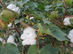 Pamuk rekoltesinde beklenti yüksek