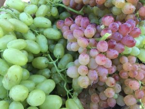 Üzüm bağları için yeni proje