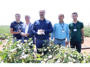 Çiftçi, yerli tohumla üretilen pamuk hasadına katıldı