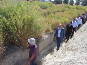 Karapınar'da dallı darı ve sorgum tanıtıldı