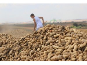 Türkiye’nin yer fıstığı ihtiyacının yüzde 60’ı Adana’dan