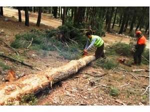 Adana Orman Bölge Müdürlüğü üretim ve satış hedeflerini aştı