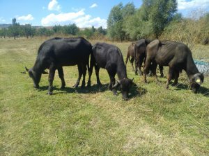 Bozkır İlçe Tarım ve Orman Müdürü Öncü'den inceleme