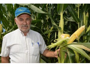 Silâjlık mısırlar biçiliyor