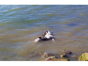 Denizde bulunan eşekle ilgili flaş gelişme