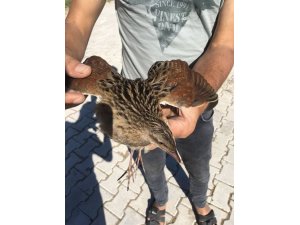 Yaralı Bıldırcın tedavi altına alındı