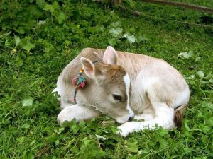 Ordu’da 41 bin buzağı için 23 milyon lira destek verilecek