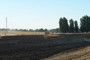 Buğday ekili 25 dönüm alan yandı
