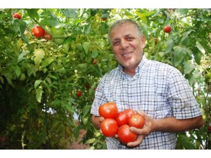 Domatesin serada 4 liraya kadar yükselmesi bekleniyor