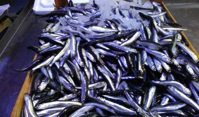 Kırmızı etten sonra balık için de tehlike uyarısı!