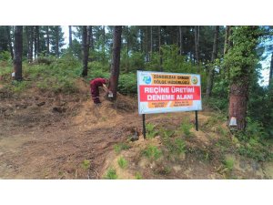 "Asit pasta" yöntemi ile reçine üretiminde başarı sağlandı