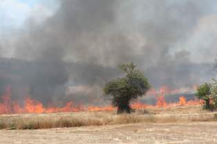 Anız yangını ormana sıçramadan söndürüldü