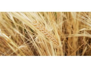 Kuraklık sigortasında ödemeler başladı