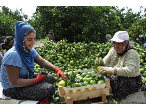 Dalında 75 kuruş tezgahta 4 katı