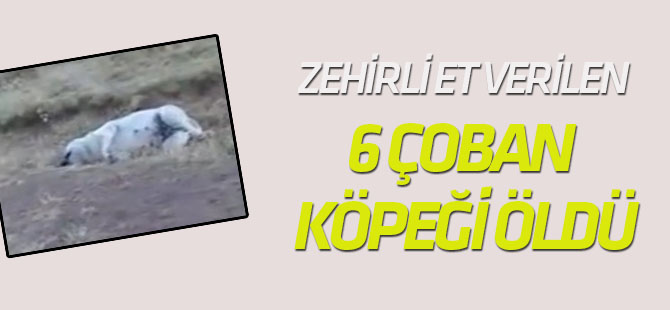Zehirli Et Verilen 6 Çoban Köpeği Öldü
