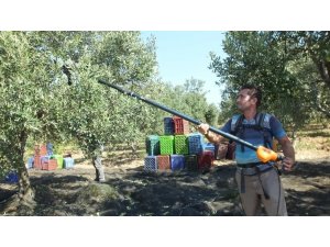 Balıkesir’de zeytin hasadı başladı