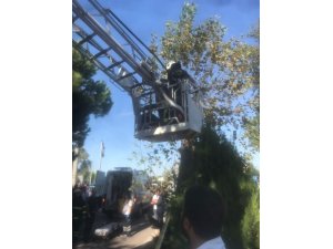 Kozalak toplarken akıma kapılan genç öldü