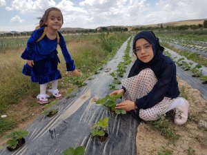 “Organik Çilek” ile Konya’dan dünyaya açılmayı hedefliyor