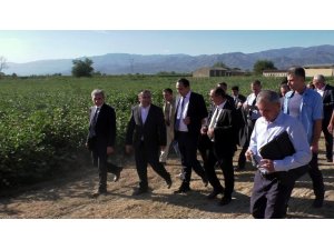 Türk-Özbek işbirliği pamuğa yarayacak