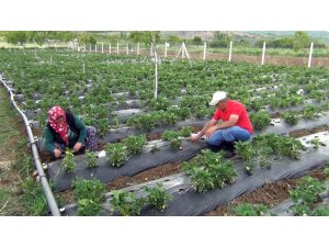 Çilek üretimiyle marka haline geldiler