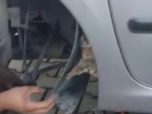 Otomobilinin çamurluğuna sıkışan yavru kedi kurtarıldı
